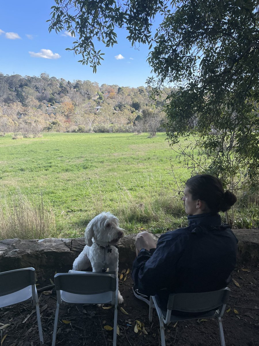 AngusMitchell16's tweet image. Sunday morning #mushroom foraging in the #AdelaideHills turned grilled pine mushroom toasties for lunch