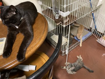Catteria Cloud Nine キャッテリアクラウドナイン 大阪にある猫カフェ 子猫のへや