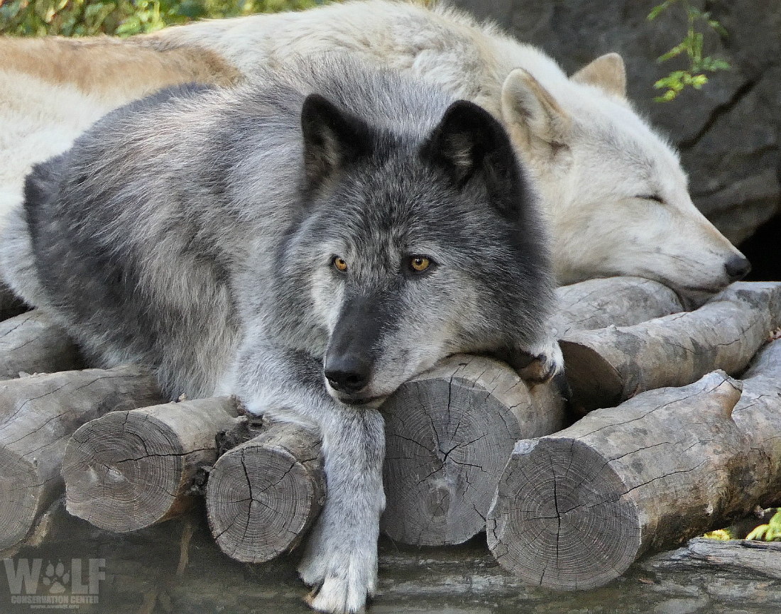 nywolforg's tweet photo. Sometimes the most productive thing you can do is relax 🐺 https://t.co/lJ3DbqcmgD