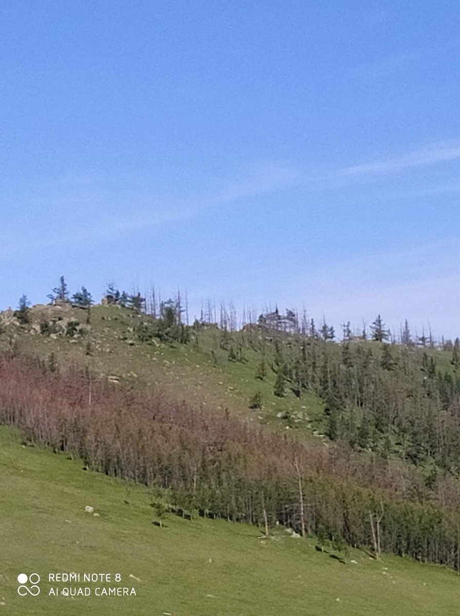 Хөвсгөл аймгийн Галт, Жаргалант сумдад ой 3 дах жилдээ хортон шавьжид идэгдэж өнөөдрийн байдлаар ийм байна. Яаралтай арга хэмжээ авахгүй бол сэргэхээргүй боллоо. Яаманд хандахаар төсөв байхгүй гэнэ. Тэрбум мод тарих нь ургасан ойгоо хамгаалахаас эхлэх баймаар.