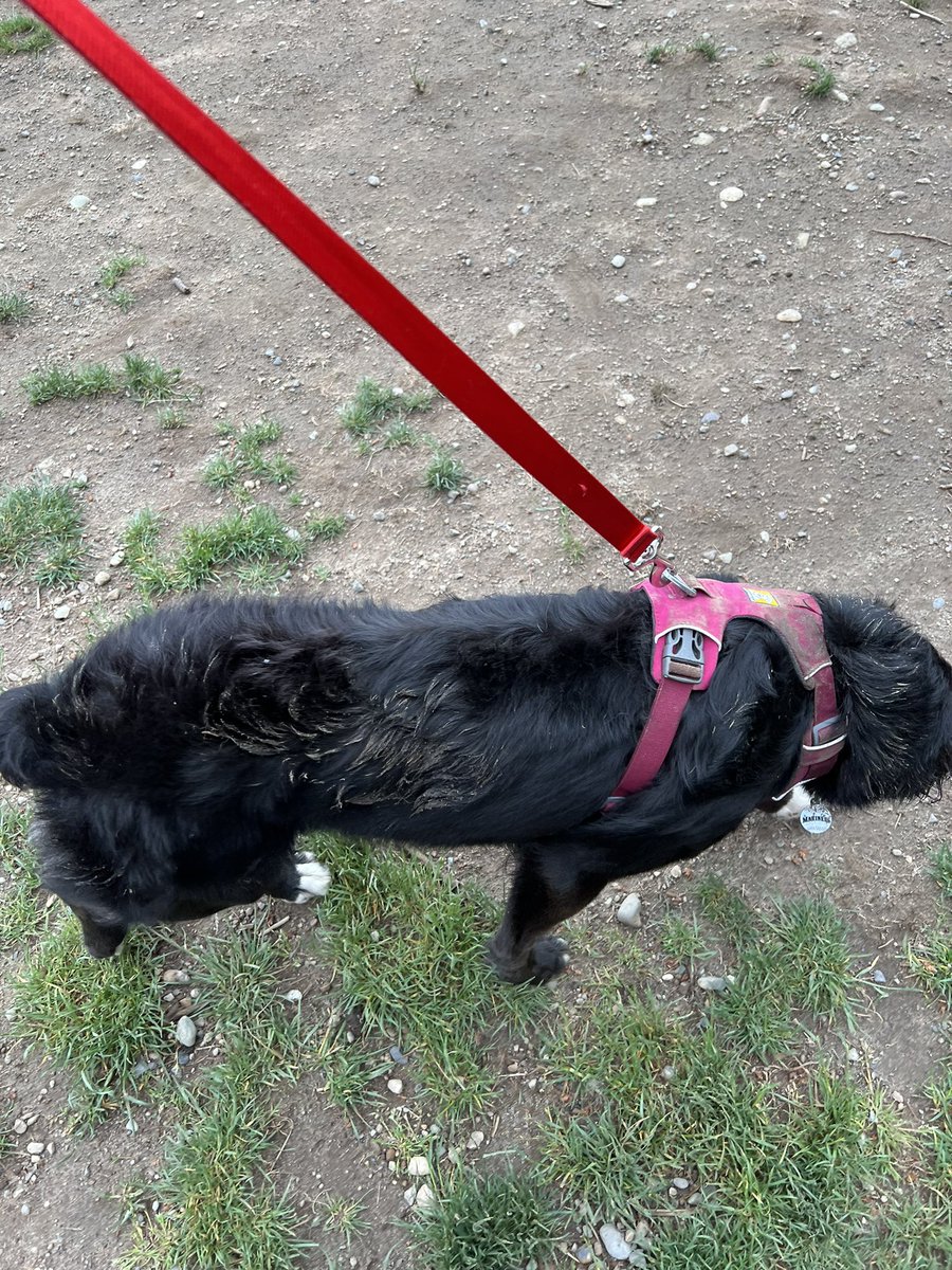 2StupidDog's tweet photo. Dog Park Dirty #DirtyDog #PNW #DogsofTwittter #DogsofSeattle https://t.co/Ftb9MssDws