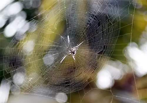ஓய்வு நாளென்று
உரக்க சொல்கிறது
ஞாயிறு...

வன்மத்தோடு வீட்டில்
வலை பின்னுகிறது
சிலந்தி ஒன்று....¡✍️