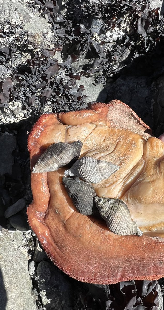 Cool natural history observation from the recent low tide series on Cape Mendocino: lurid rock snails attacking and consuming the foot of a seemingly thermally-stressed gumboot chiton #intertidalecology