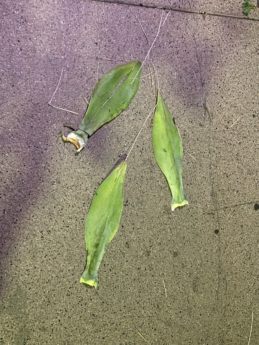VanamSage's tweet photo. Art is everywhere if you look. I saw this in LA. Leaves masquerading as fish. #leavesaaart #sudewalkart #leavesasartobjects #doubletakeart #opticalilluaionart #travelsinthecity #losangelescityofangels
#downtownlosangelesphotograph 
#willworkforartsupplies #sidewalkartchallenge https://t.co/0B5HljFGvC