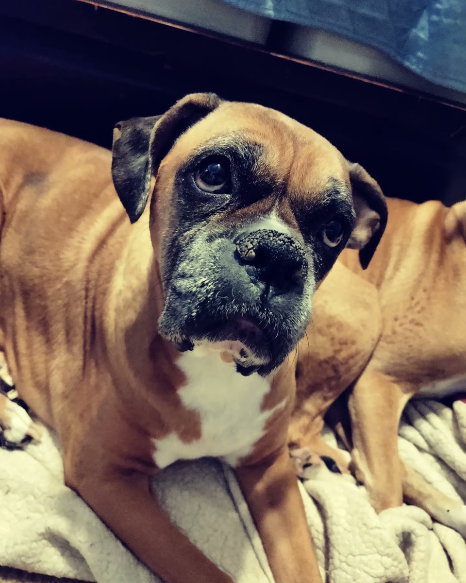 HauntedThrill's tweet photo. Your wings were ready, but my heart was not. I'll see you later, angel. Rest in peace, my one and only baby girl Lola. ❤️ https://t.co/nUhNfM5GVh
