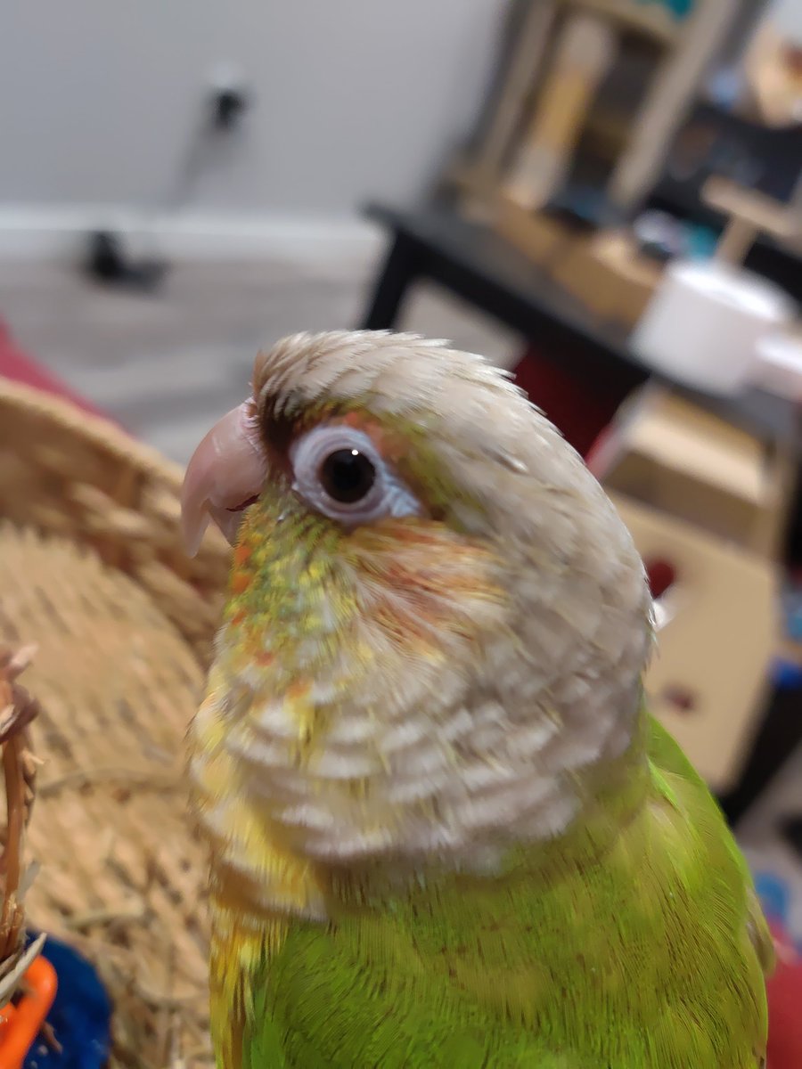 TerribleMeeps's tweet photo. New profile pic? Might delete l8r.

#mipha #birdsoftwitter #conuresoftwitter https://t.co/8ALyNlM0vx