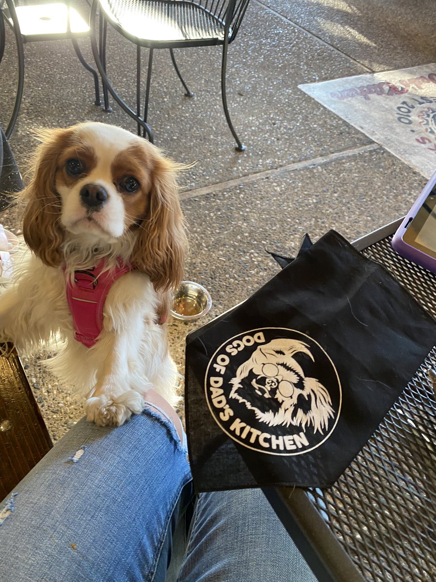 ChelaCottrell's tweet image. Everly was gifted a bandanna from our neighborhood restaurant tonight 💕