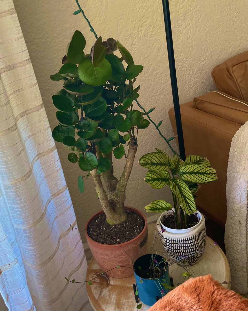 ZainehF's tweet photo. Though flowers are gorgeous and certainly add beauty &amp; vibrancy to any space, my closest circle knows to get me plants 🪴 Adding this gorgeous Aralia Fabian to the collection ☺️🥰 #plantmom https://t.co/LE3ZJHjfpT