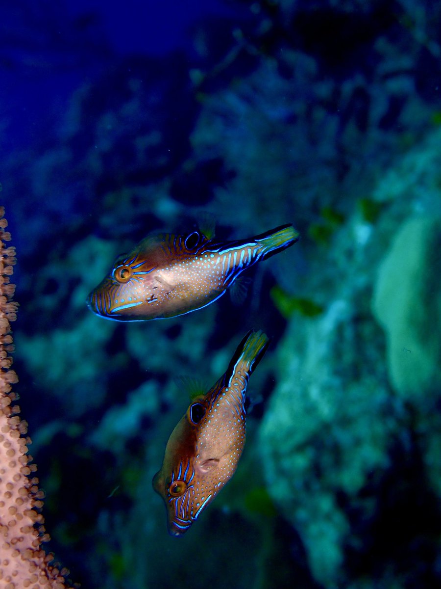 scuba_franny's tweet photo. First dive today in #Roatan! As usual in summertime here, thousands of Sharpnose Puffers (C.rostrata) are dying off. Easy to snap a pic of them when they’re slow moving! Interested to find out more about this annual process! #TeamFish #HopeforReefs #sciencediving #CCRexplorers https://t.co/0Bj0jcPkmR