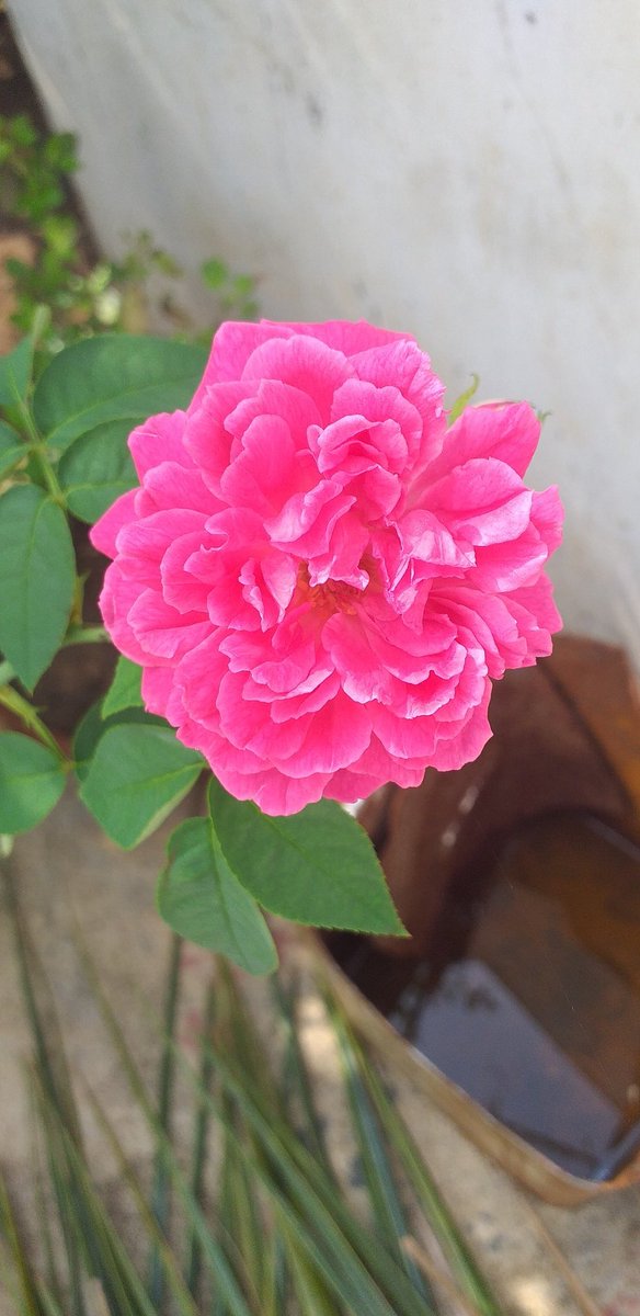 Prasant29150694's tweet photo. ଶୁଭ ସକାଳ https://t.co/TdMnrQ0Lp3
