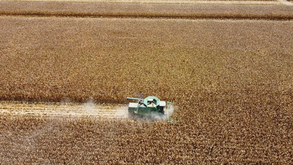 comentarios_sin's tweet photo. Unas buenas fotografías para #Novasem en la trilla del productor Adrián Espericueta González, en Estación Dimas, San Ignacio 📍
NB930 con 17.28 Ton/Ha 💪🌽 https://t.co/ITuhs6kYvy