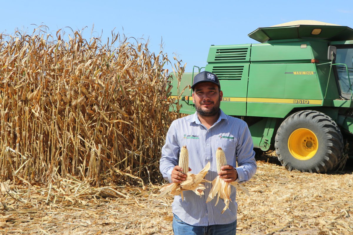 comentarios_sin's tweet photo. Unas buenas fotografías para #Novasem en la trilla del productor Adrián Espericueta González, en Estación Dimas, San Ignacio 📍
NB930 con 17.28 Ton/Ha 💪🌽 https://t.co/ITuhs6kYvy