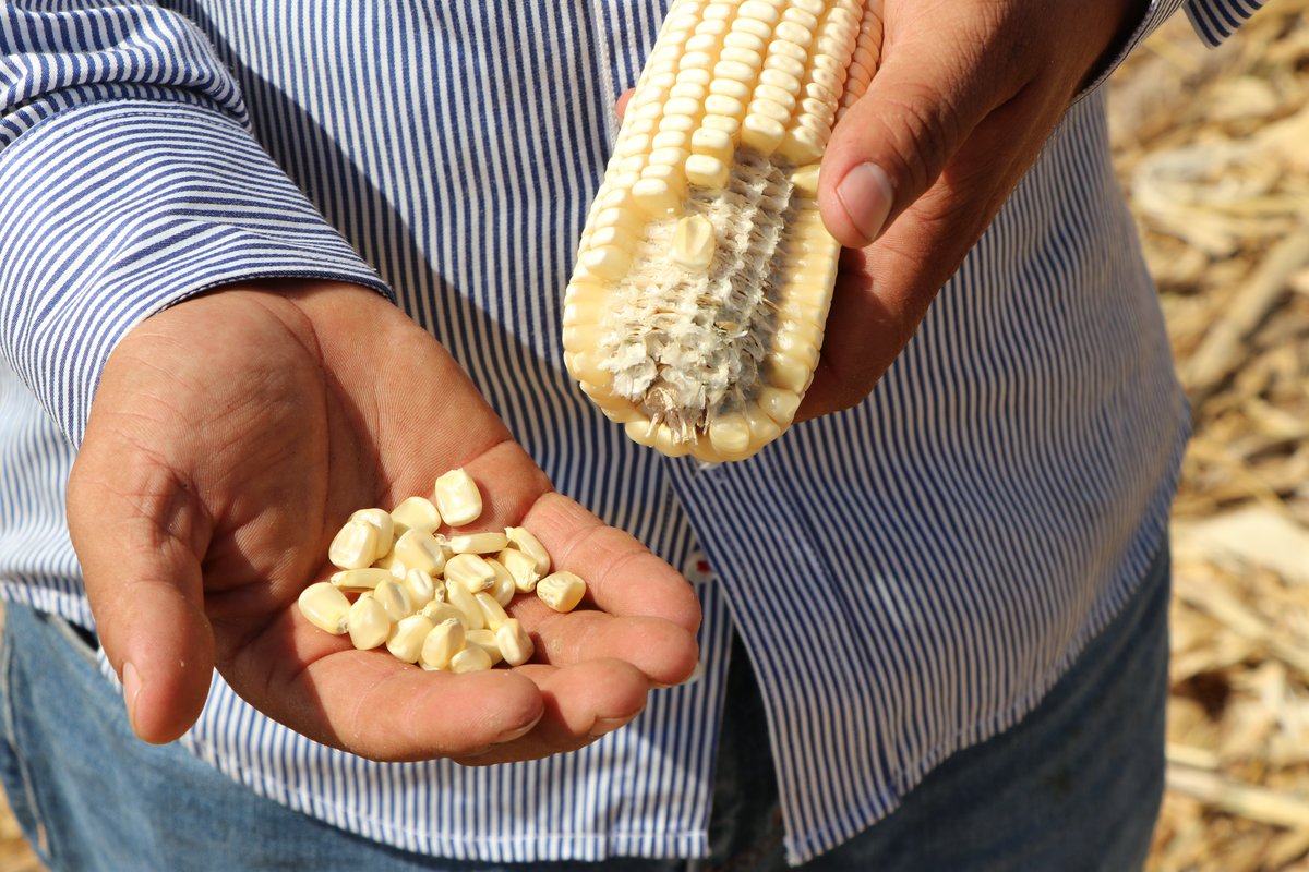 comentarios_sin's tweet photo. Unas buenas fotografías para #Novasem en la trilla del productor Adrián Espericueta González, en Estación Dimas, San Ignacio 📍
NB930 con 17.28 Ton/Ha 💪🌽 https://t.co/ITuhs6kYvy