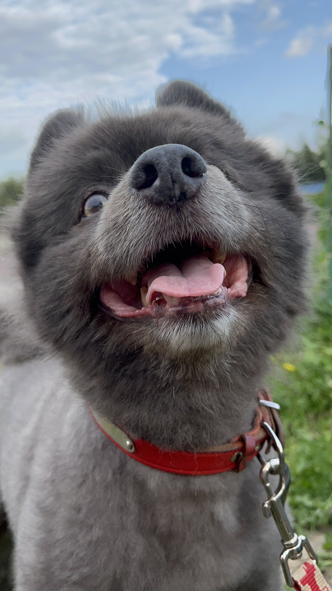 おもしろ犬 Twitter Search Twitter
