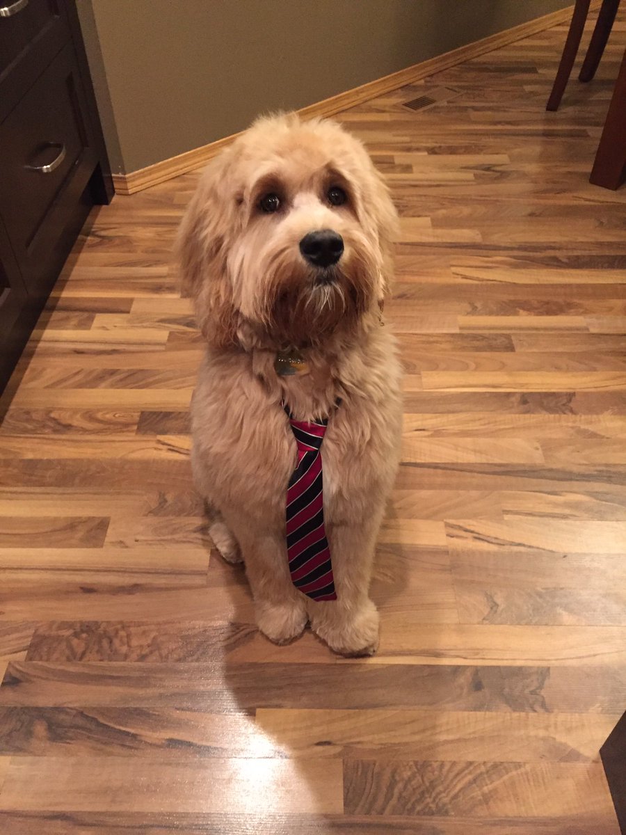 pcangler's tweet photo. @Heerdis @WolfgangUSA1 @PetPlanetHealth They are so handsome when they’re so fresh and so clean clean https://t.co/AsjNKdp5ep