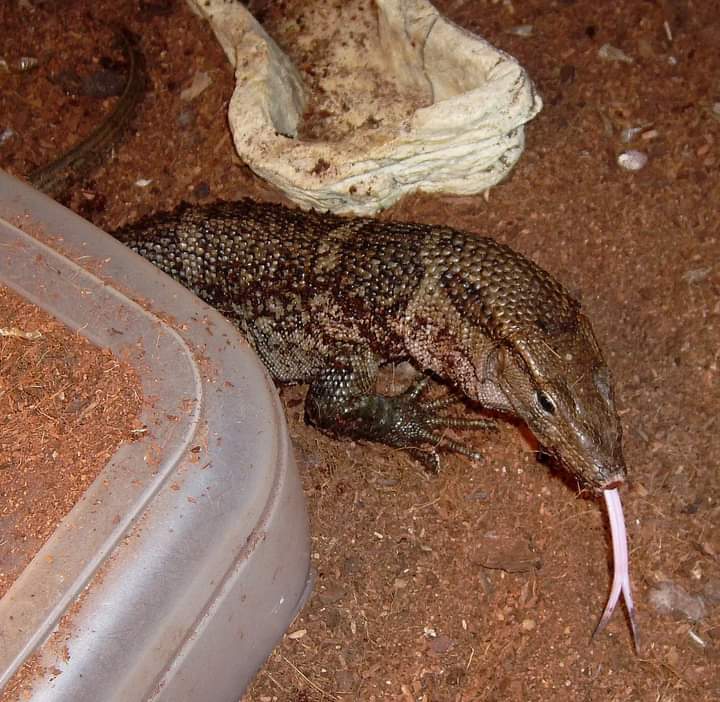 InkedHellHound's tweet photo. Red Tegu, Dumerils monitor and a peach throat monitor lizard. Back in the day, I use to also build custom enclosures. https://t.co/2Ib1WBCSbe