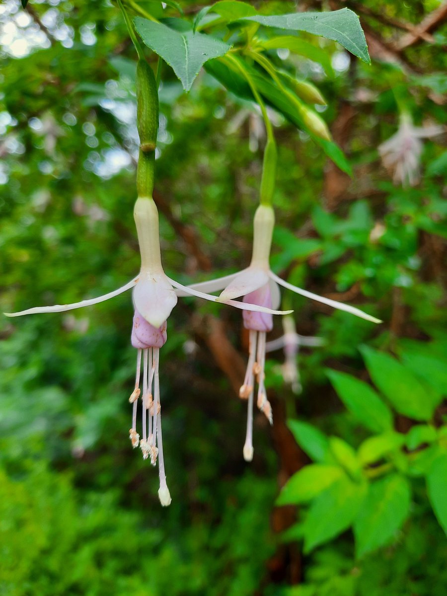 EcoIrelandGuide's tweet photo. Like Fairies #eco #flower #glenveagh #gardenlife #garden #nature #beautiful #beauty https://t.co/ta0rCQCq4k