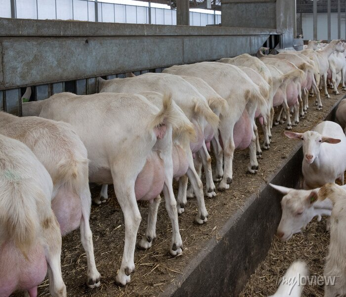 ModernAgUpdates's tweet photo. This is Modern dairy goat farming for milk production!
Would you like to invest in this business? https://t.co/6ewZ5nOf4O