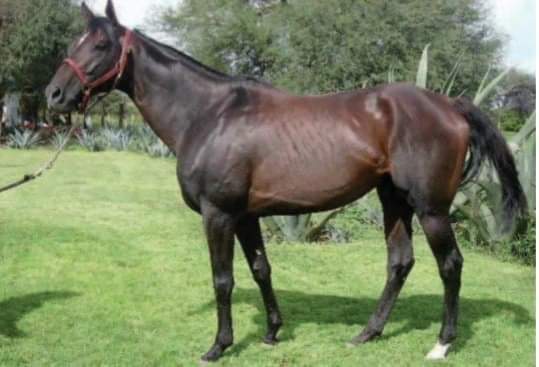 HORSERACING1002's tweet photo. MR SCOTLAND (USA) 2005
(FUSAICHI PEGASUS - PADRAO GLOBAL BY STORM BIRD) #MrScotland
B UB Syndicate Jan 28, 2005 (Ky) Horse
KEENOV 2005 120,000 dls
KEESEP 2006 95,000 dls
UNRACED. Stands in Mexico. https://t.co/wz5ymjXm4Q