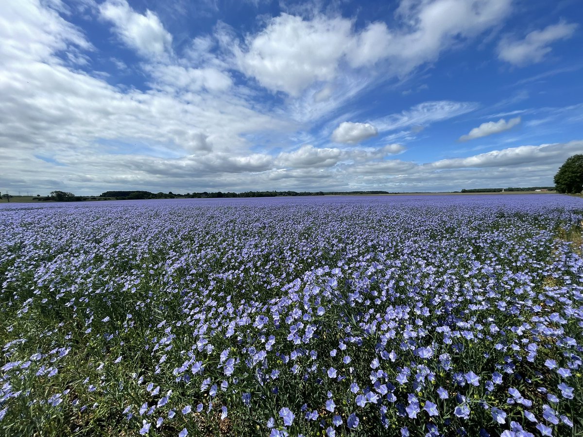 Melodysk's tweet photo. Digby Ruskington Lincolnshire 16 degrees @metoffice @bbcweather @BBCWthrWatchers @looknorthBBC @Schafernaker @MetMattTaylor @Abbiedew @StormHour @ThePhotoHour #wildflowers #iphonephotography #flaxfields #blue https://t.co/YE8W2GuExo