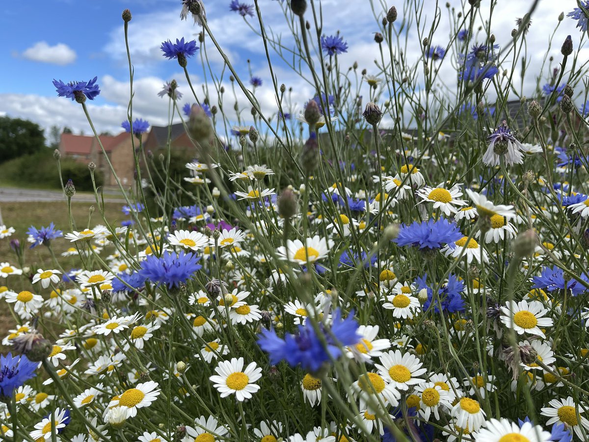 Melodysk's tweet photo. Digby Ruskington Lincolnshire 16 degrees @metoffice @bbcweather @BBCWthrWatchers @looknorthBBC @Schafernaker @MetMattTaylor @Abbiedew @StormHour @ThePhotoHour #wildflowers #iphonephotography #flaxfields #blue https://t.co/YE8W2GuExo