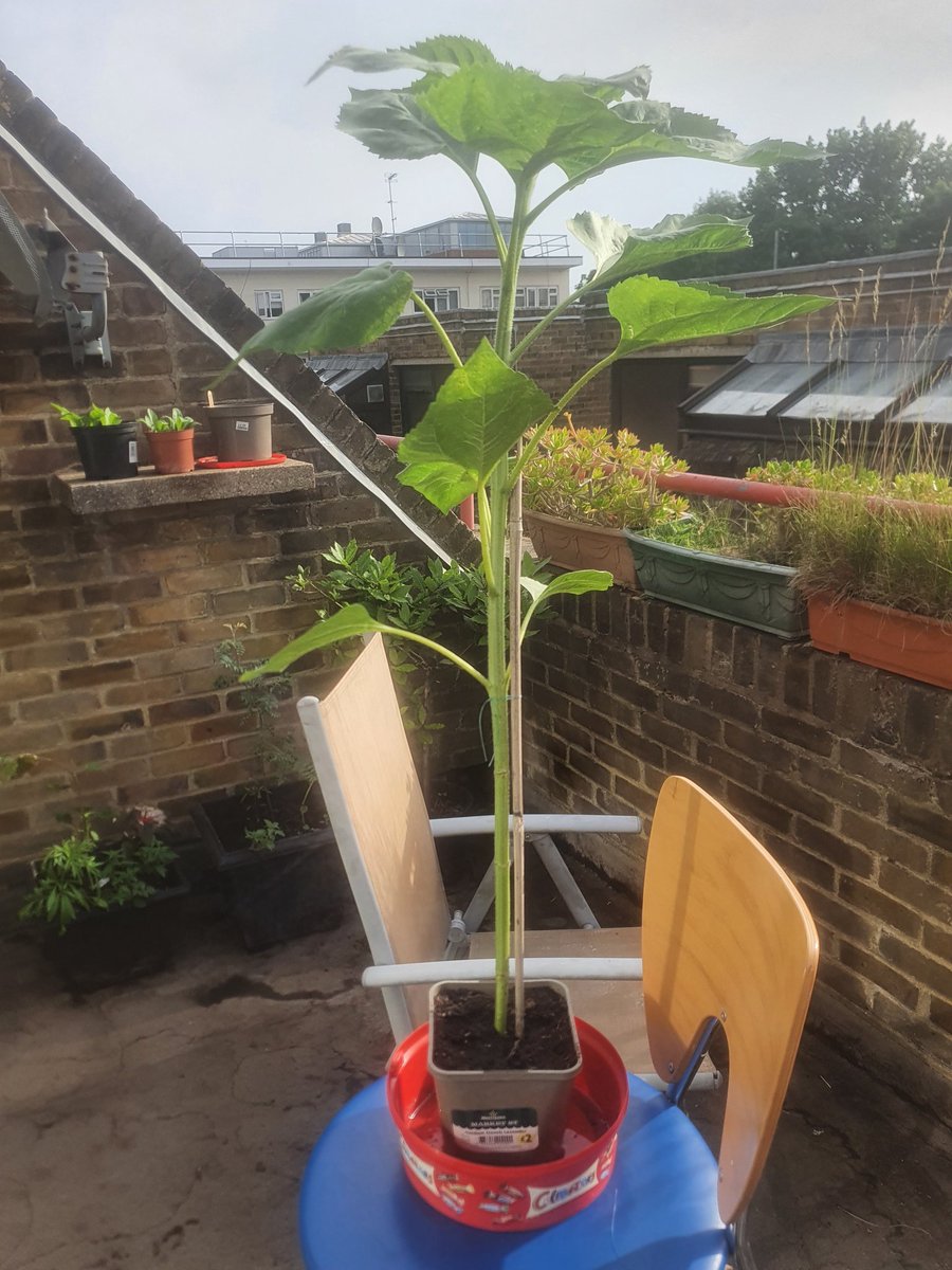 CHASEJLONDON's tweet photo. INTO WEEK 10 (MEASURING) OF @togetheruktv Sunflower Challenge π» MY TALLEST ONE IS 85CM π VERY HAPPY INDEED π
#TogetherTV #SunflowerChallenge #sunflowers #SunflowerChallenge2022 https://t.co/SxC86VC9xe