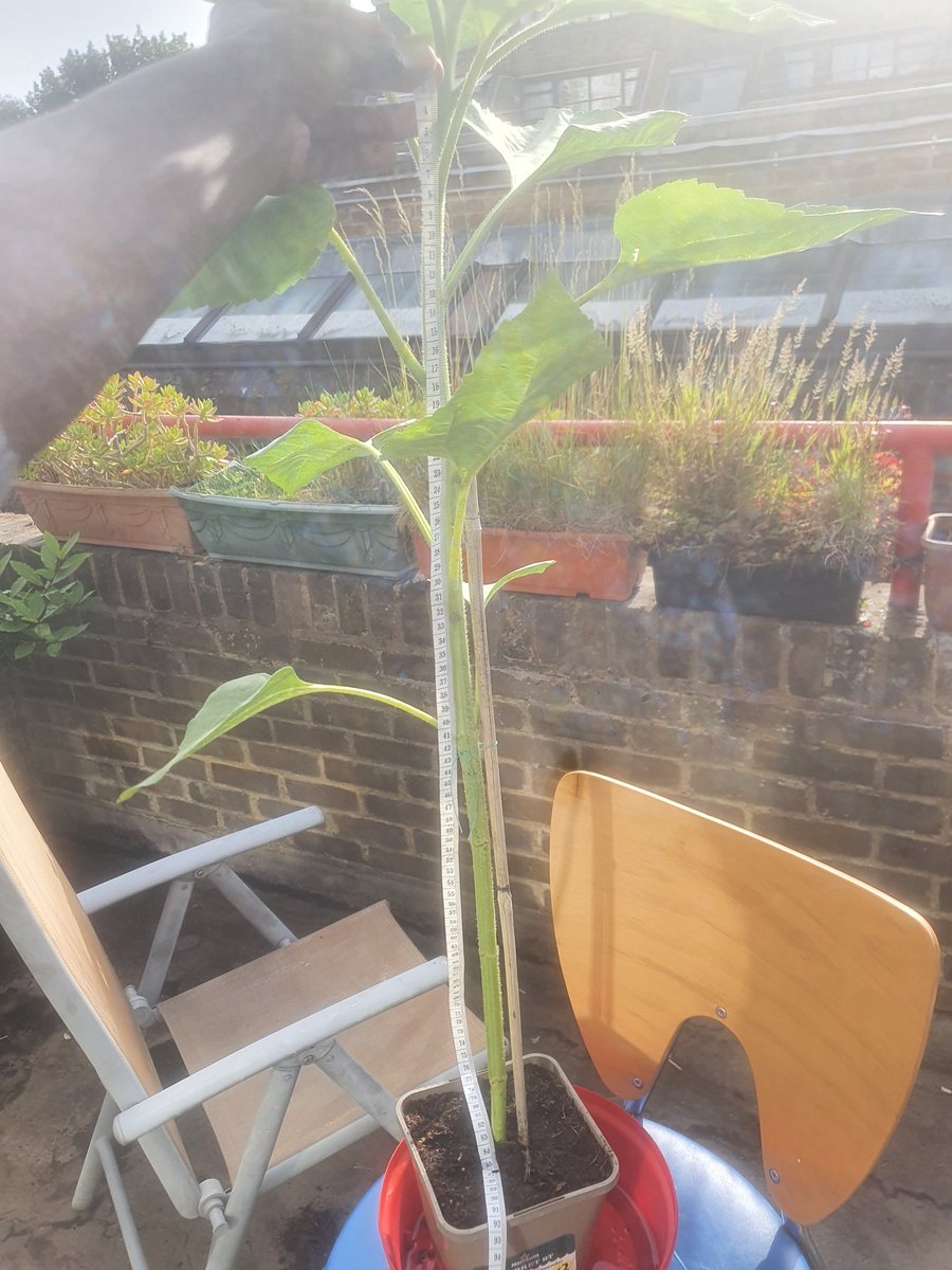 CHASEJLONDON's tweet photo. INTO WEEK 10 (MEASURING) OF @togetheruktv Sunflower Challenge π» MY TALLEST ONE IS 85CM π VERY HAPPY INDEED π
#TogetherTV #SunflowerChallenge #sunflowers #SunflowerChallenge2022 https://t.co/SxC86VC9xe