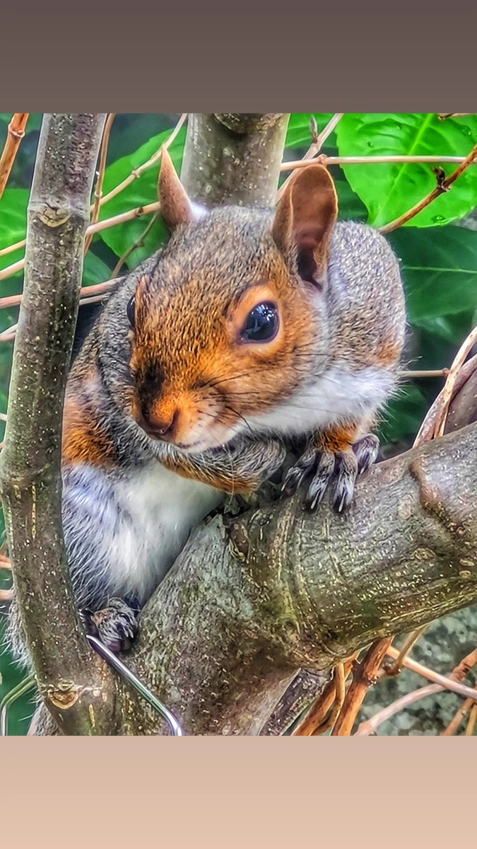 This guy was in our garden getting free food out of the bird feeder.  #greysquirrel #nature #oppertunist #phonepic #wildlife