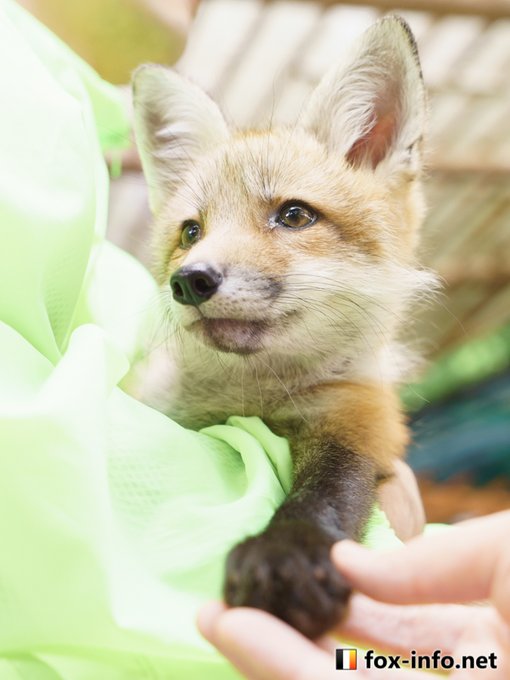 Fox Info Netさんのイラストまとめ