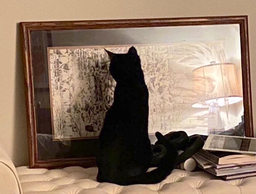 ImHibernating's tweet image. Checking out her own reflection. 😻#bevdoolittle #TUXIE #CatsOfTwitter