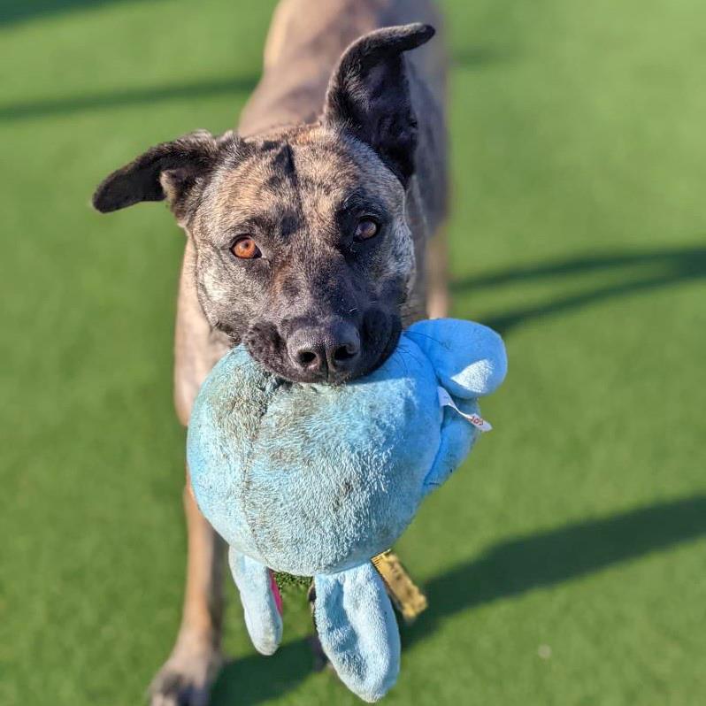 Please retweet to help Nelly find a home #ESSEX #UK 
Aged 2, stressed in kennels. 

DETAILS or APPLY👇
dogstrust.org.uk/rehoming/dogs/……
 #dogs #pets
