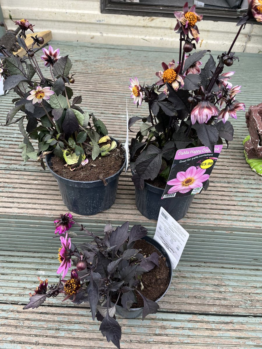 Chefjensen21's tweet photo. Lidi great on prices, not so great on sustainability. 4 trolleys of dying plants at Ashbourne store. Asked manager if someone could water them and he told me they get fresh one in every few days and bin the old ones! Unbelievable for the sake of a drop of water @lidl_ireland https://t.co/s5C29u1dve