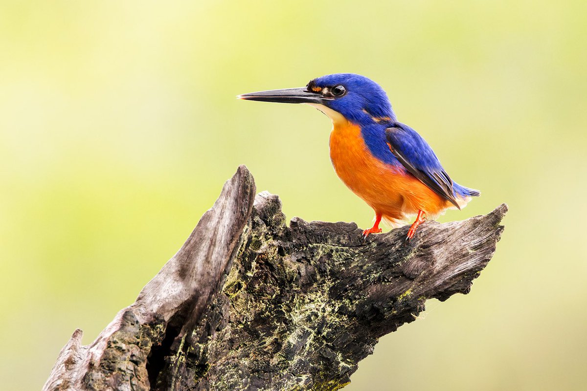 Jan Wegener tweet media