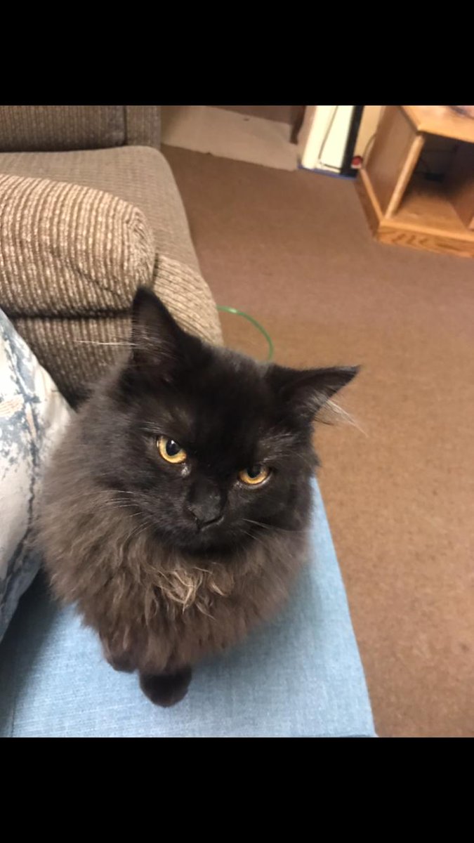 OmarTheHairy's tweet photo. If anyone has been in jid ali around Shoala and finds this cat

Please contact 33356009 ASAP

She would most likely respond to "muchi" https://t.co/nm14SFIMiJ