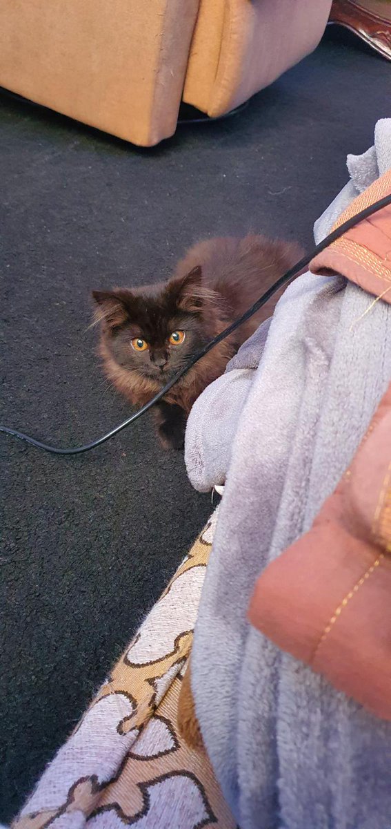 OmarTheHairy's tweet photo. If anyone has been in jid ali around Shoala and finds this cat

Please contact 33356009 ASAP

She would most likely respond to "muchi" https://t.co/nm14SFIMiJ