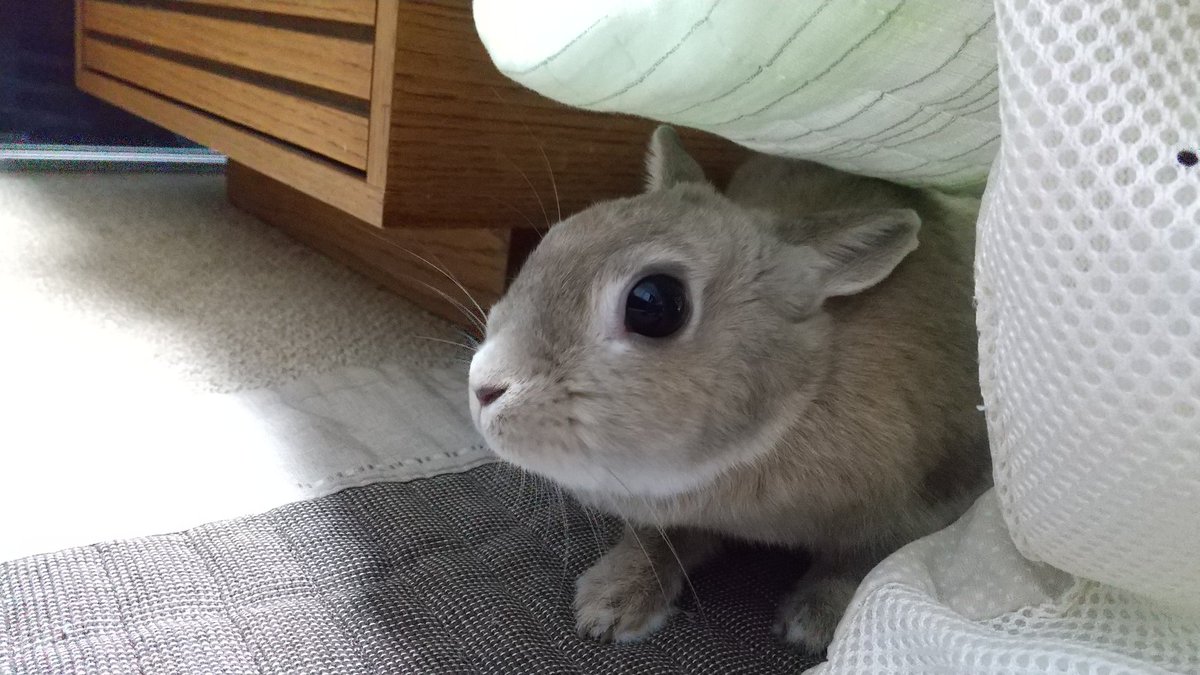 Ha10Channel's tweet photo. ひょっこりうさぎさん

皆さん久しぶり～🐰 https://t.co/YzKMRp0YZP