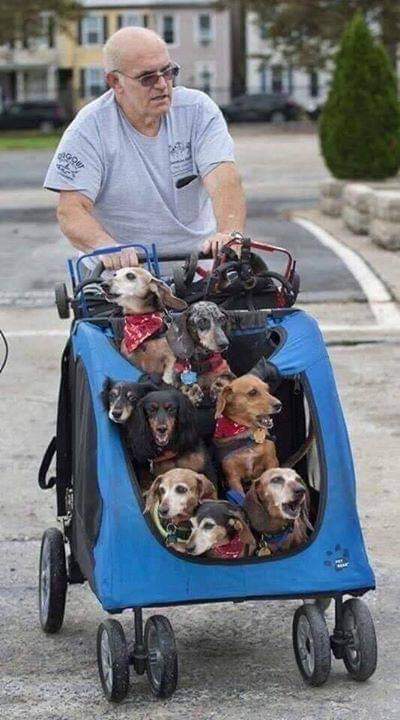 This man has rescued and adopted dogs who have lost the use of their back legs, and every day he walks them to the dog park, where he reattaches their 'wheels,' so they can play. Faith in humanity restored ❤