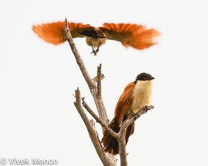 vivek4wild's tweet photo. On #FathersDay, a true avian #genderbender for you. The Senegal Coucal is a widely distributed #African #polyandrous species. Here the female flies off, it seems, leaving the male to incubate eggs and bring up the chicks! #BirdsSeenIn2022 #IndiAves #DailyBird https://t.co/CqjBYJLVRB