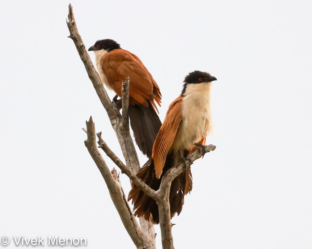 vivek4wild's tweet photo. On #FathersDay, a true avian #genderbender for you. The Senegal Coucal is a widely distributed #African #polyandrous species. Here the female flies off, it seems, leaving the male to incubate eggs and bring up the chicks! #BirdsSeenIn2022 #IndiAves #DailyBird https://t.co/CqjBYJLVRB