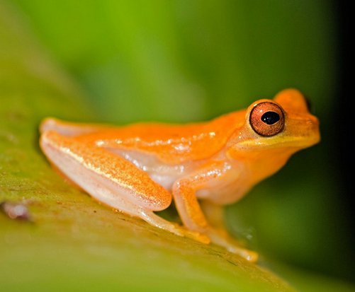 🐸La rana de la foto ya se ha extinguido
🐸Jamás volverán a vivir esas ranitas
🐸Podríamos haberlas salvado si hubiéramos escuchado a los ecologistas hace 30 años
🐸Eligiendo gobernantes comprometidos, aún podemos salvar a otras ranas
carbonbrief.org/explainer-can-…