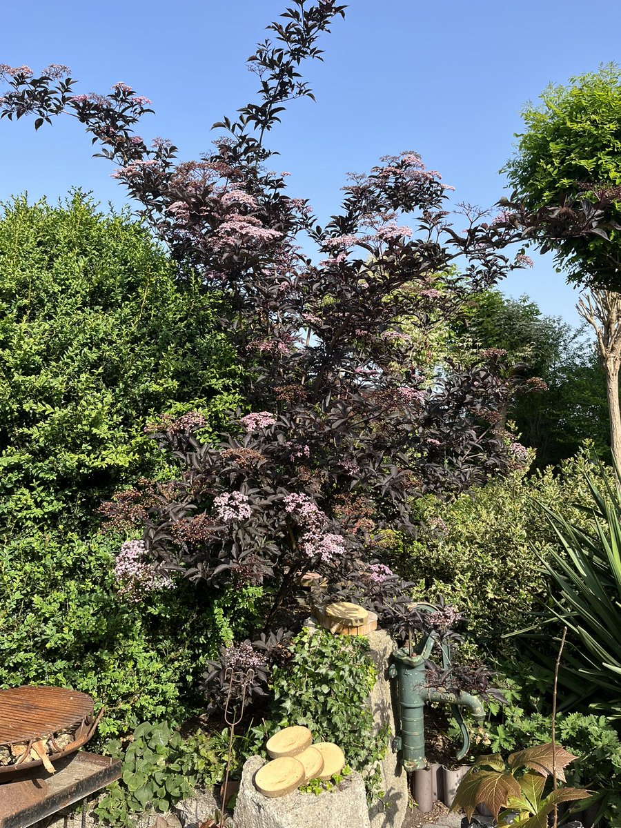 ideeentuin's tweet photo. Dit weekend Open tuin dagen wij doen ook mee!
Open van 10 tot 17,00 uur 
Gratis Toegang Vledderhuizen 7 https://t.co/71487OySfj