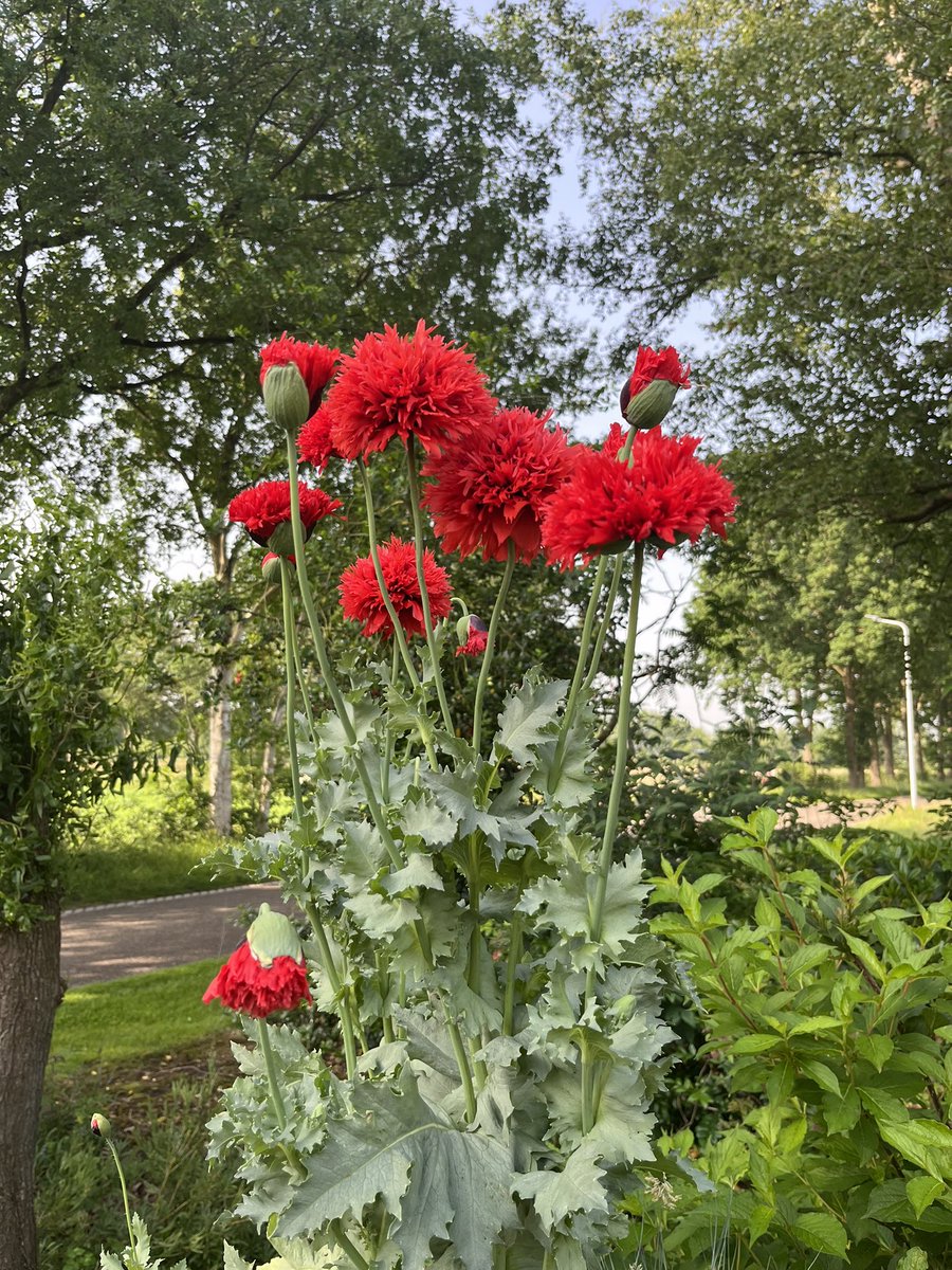 ideeentuin's tweet photo. Dit weekend Open tuin dagen wij doen ook mee!
Open van 10 tot 17,00 uur 
Gratis Toegang Vledderhuizen 7 https://t.co/71487OySfj