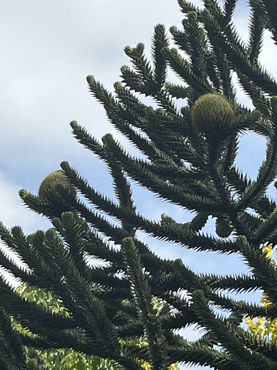 Dit weekend Open tuin dagen wij doen ook mee!
Open van 10 tot 17,00 uur 
Gratis Toegang Vledderhuizen 7