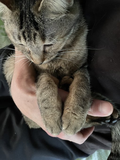 本日のログインボーナス
抱っこするとたまに両手乗せくるねっこ 