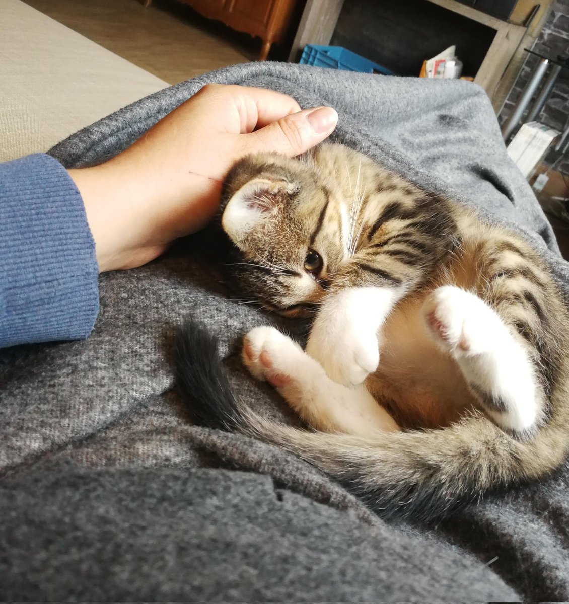 Kwaky_'s tweet photo. Cette photo illustre bien qu'il y a 4 ans, à mon arrivée à la maison, j'ai direct repéré la personne qui vit sous les plaids et qui est en plus munie de boobs. Mon alliée depuis le jour 1 😻 https://t.co/QiMaHqVHgD