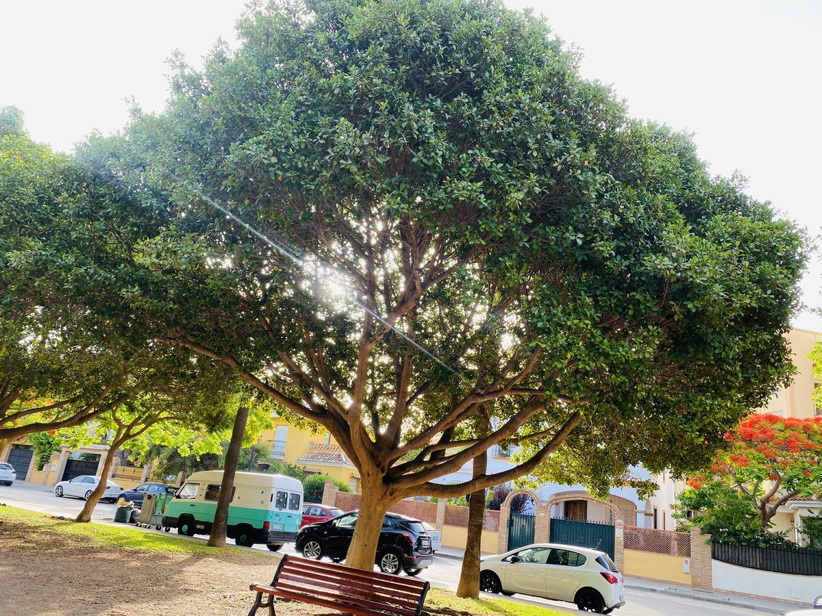 Buenos días desde Torremolinos, ha llegado el #19J y #AndaluciaAmanece <a href="/ppandaluz/">PP de Andalucía</a> <a href="/PPMalaga/">PP Málaga</a> <a href="/Torremolinos_PP/">PPTorremolinos</a>