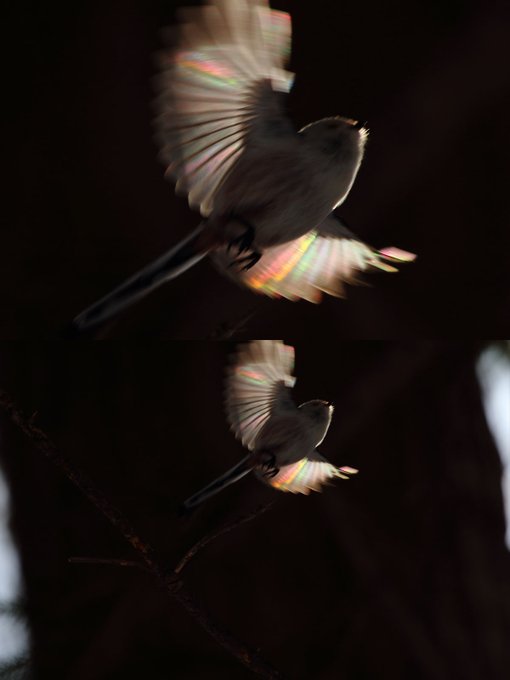 ぼく シマエナガ S Recent Tweets 2 Whotwi Graphical Twitter Analysis