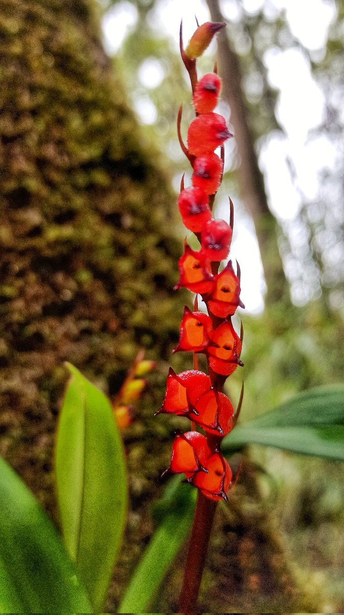 ArunForests's tweet photo. #Orchids have started bloooming at #TaleValley Wildlife Sanctuary. The 2km #orchidtrail created at Pange camp in sanctuary is home to more than 100 wild orchid species transplanted from different places.
The place is one of favorite tourist spots in #Ziro, #ArunachalPradesh. https://t.co/cchiU1QFrR