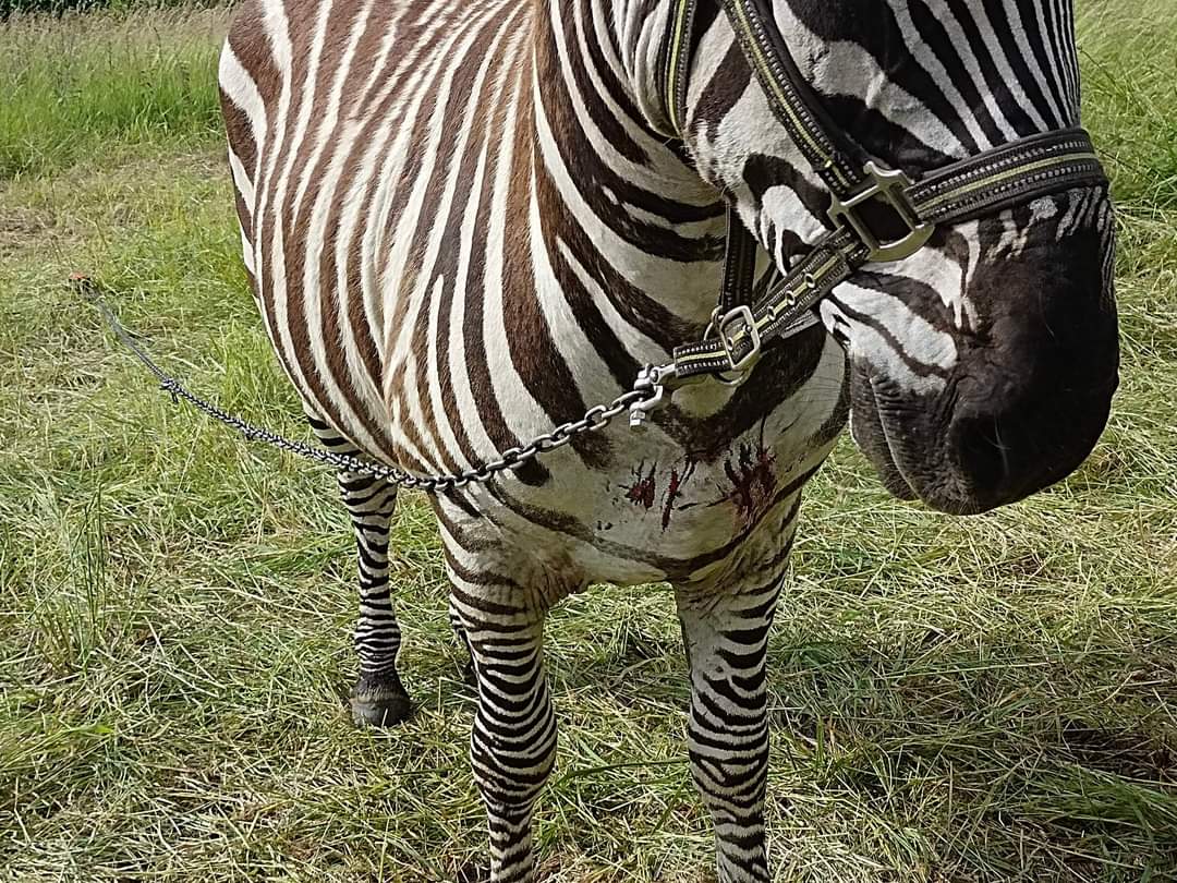 FreeLifeAsso's tweet photo. Parce que, dans les cirques, il n'y a pas que les lions, les tigres, les éléphants et les hippopotames mais également des zèbres. @FreeLifeAsso entame les démarches nécessaires pour sortir ce zèbre de l'enfer dans lequel il vit. https://t.co/Xcr4fot5CN