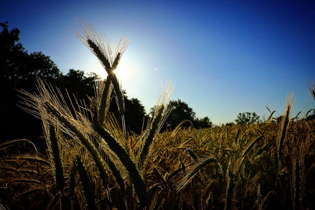 perrotfr's tweet photo. 🌾📷☀️ Près de #Feurs dans le #Forez un champ de blé au coucher du soleil. #ble #cereale #agriculture #photo #landscapephotography #landscape #nature #agricole #soleil #sun #wheat #earsofwheat https://t.co/MVlFRkrfPO